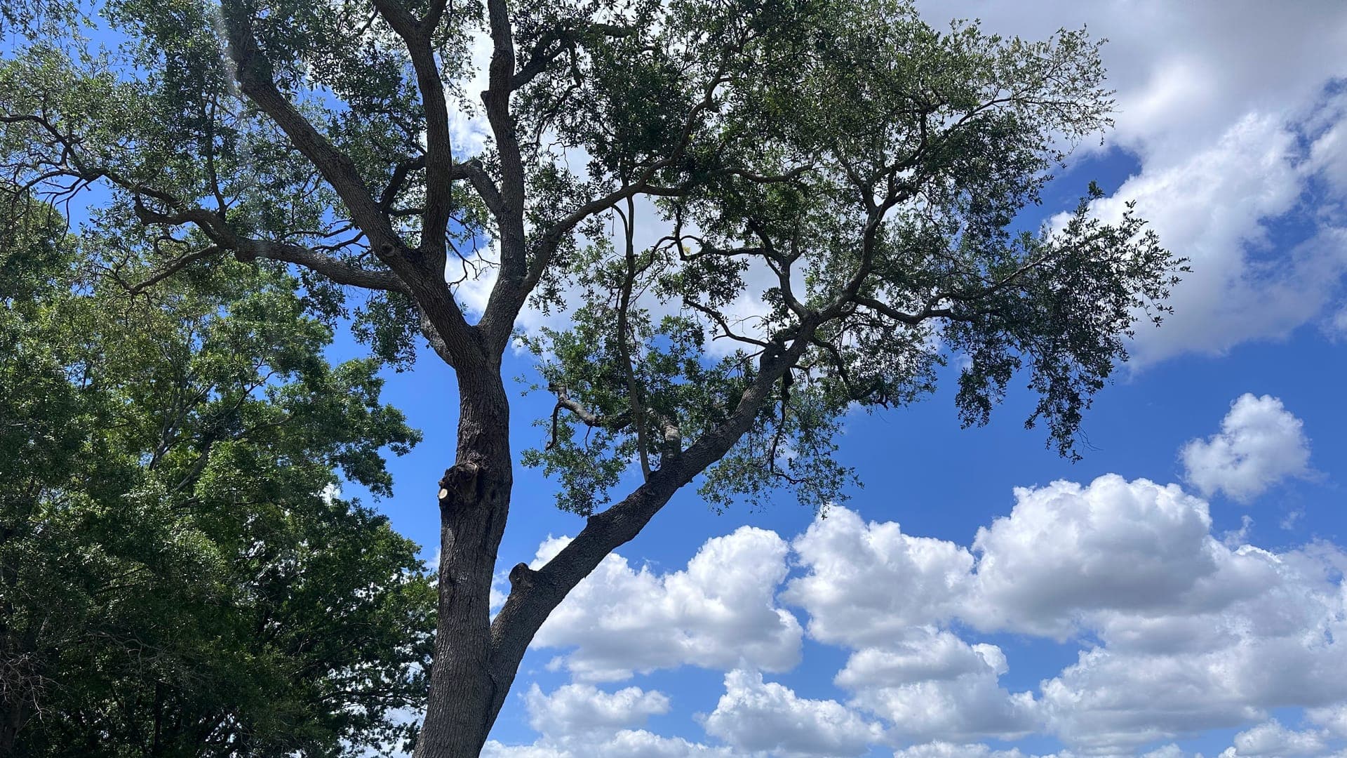 T.E.A.M. Tree Service crew at work in Tampa Bay
