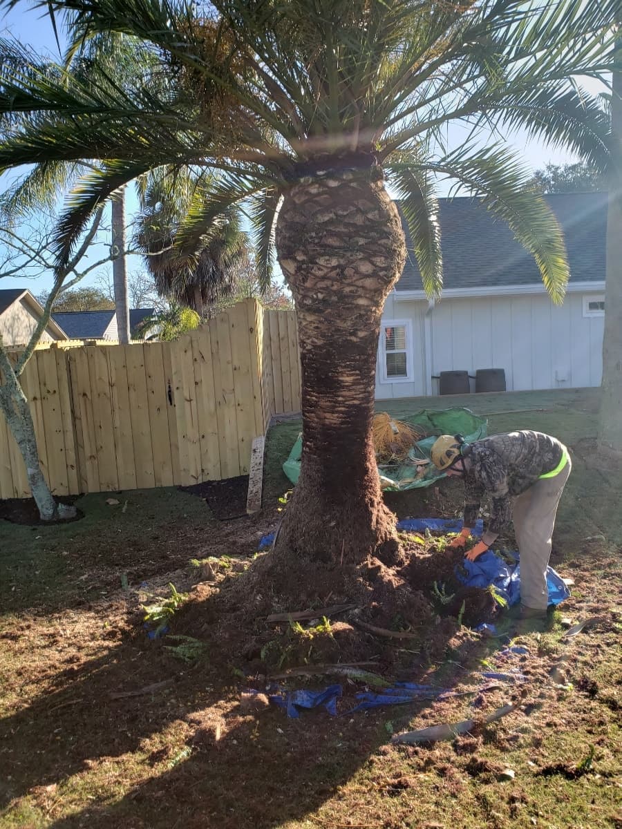 Palm trimming completed - clean palm trees Tampa Bay