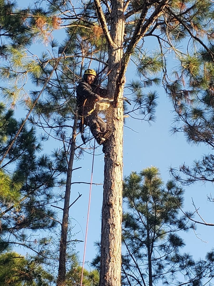 T.E.A.M. Tree Service crew tree trimming in Tampa
