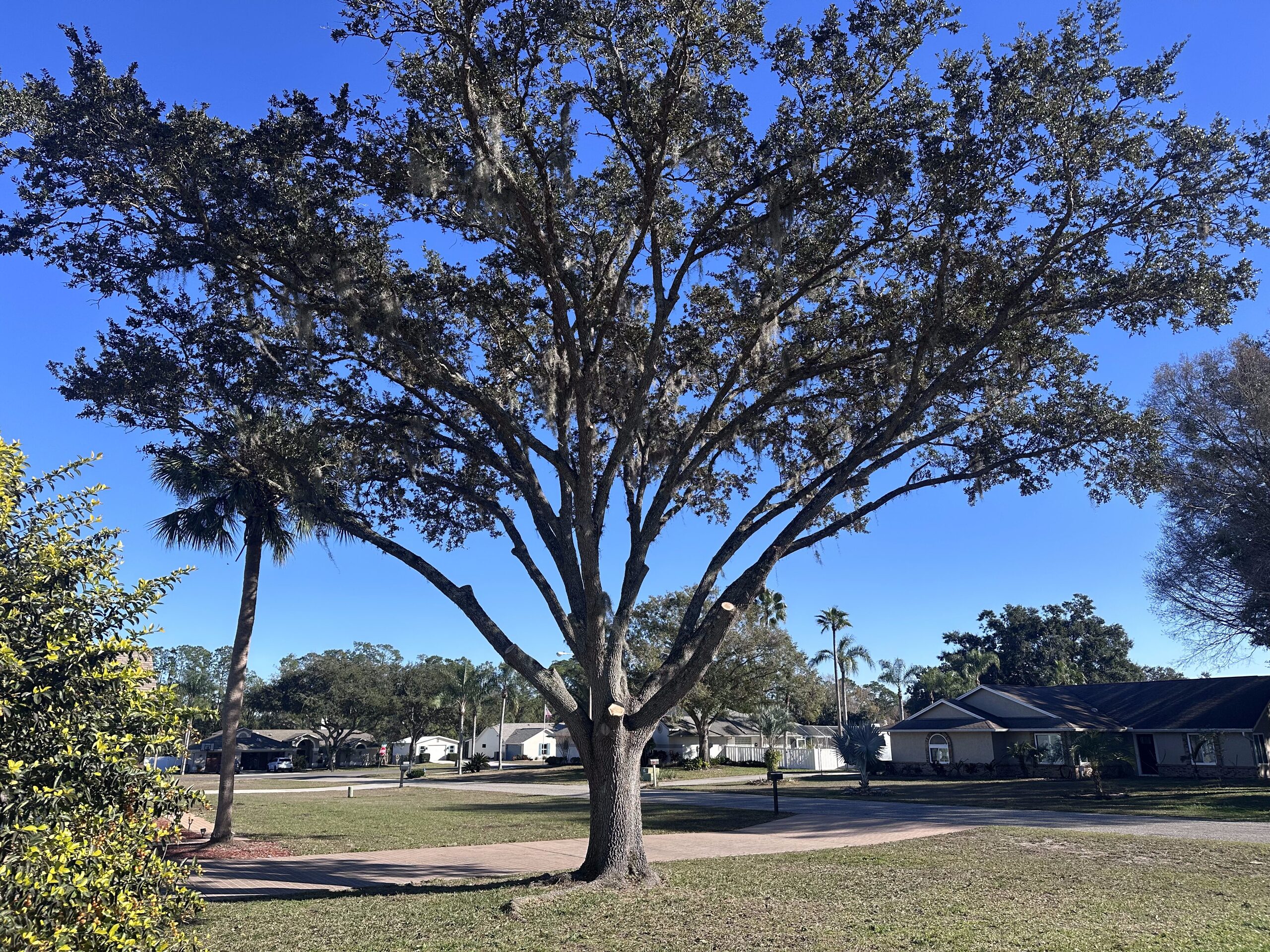 Mature Wesley Chapel oak after selective pruning