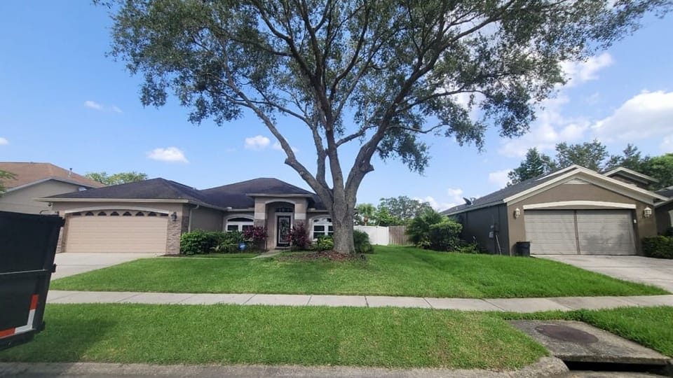 Mature shade tree after selective pruning