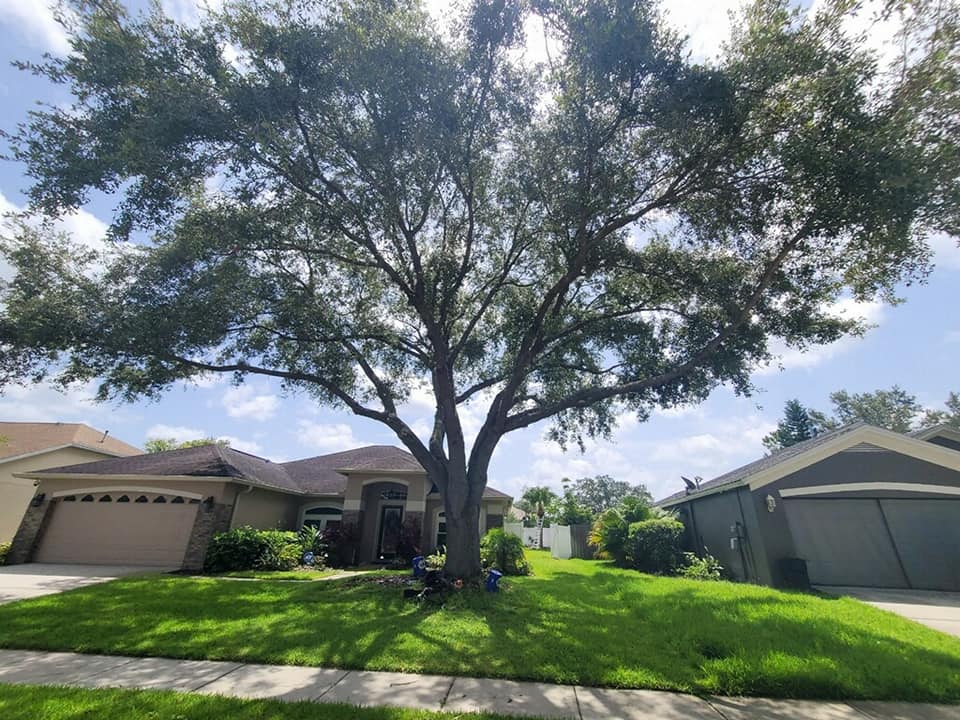 Large oak before pruning on residential property in Tampa Bay