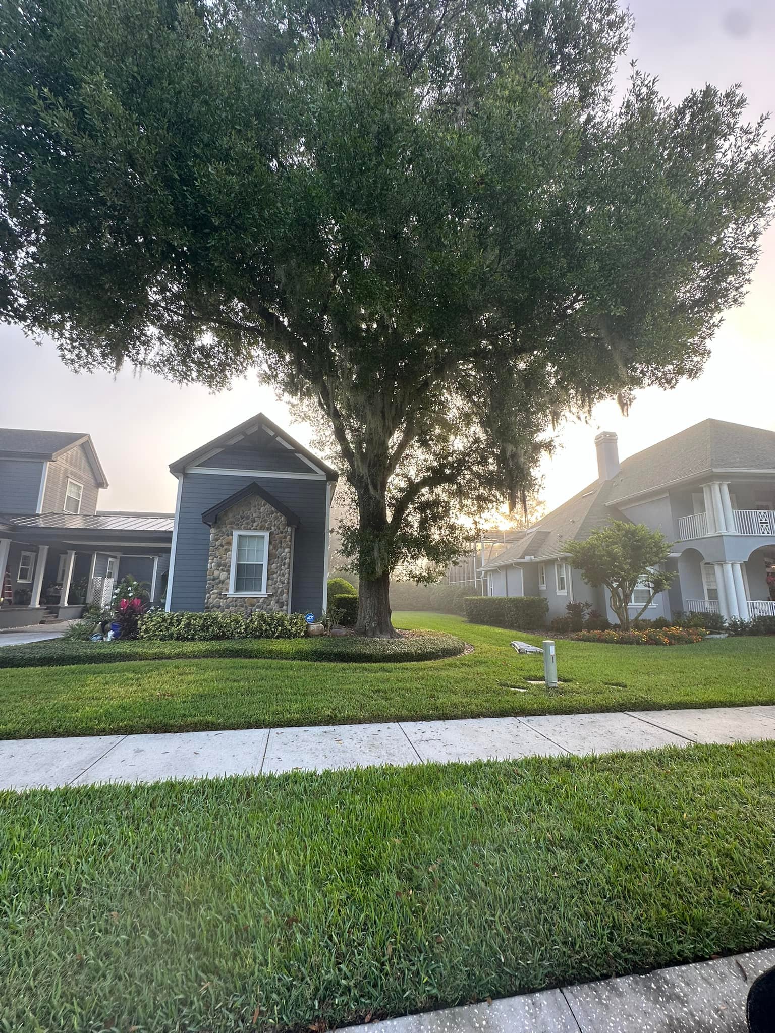 Large tree in front yard before removal — Tampa Bay